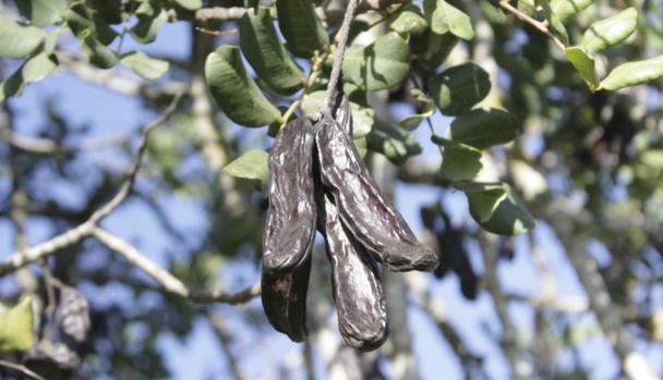 Imagen de una plantación de algarrobas