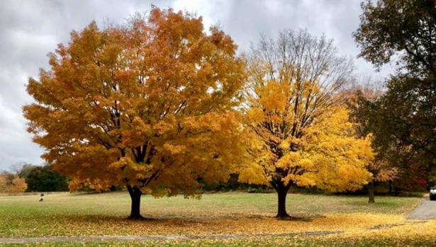 Otoño Prospect Park, en Brooklyn, Nueva York