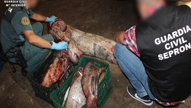 El pescado era manipulado y transportado sin garantías sanitarias y con documentación falsa
