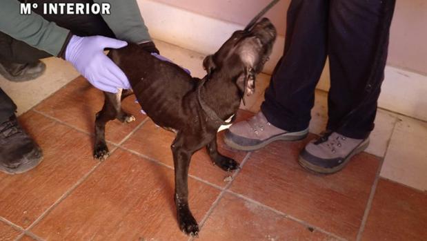 Uno de los perros liberados por los agentes de la Guardia Civil en Ocaña