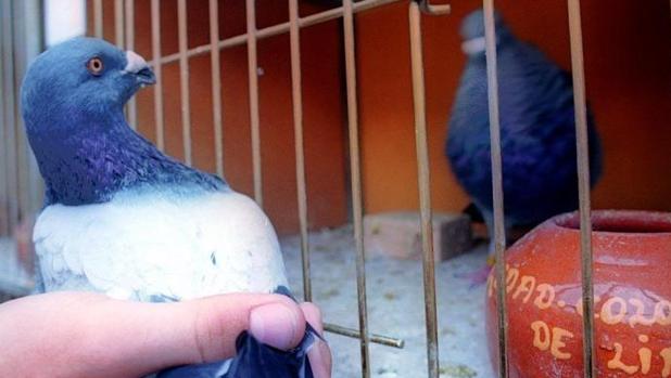 Palomos de competición premiados en un concurso, en imagen de archivo