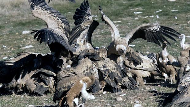 Imagen de archivo de un grupo de buitres disputándose el cadáver de un animal