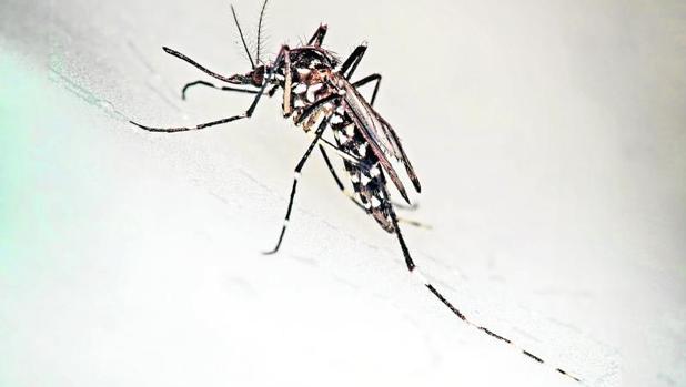 Un mosquito tigre