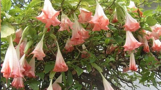 Planta de la escopolamina