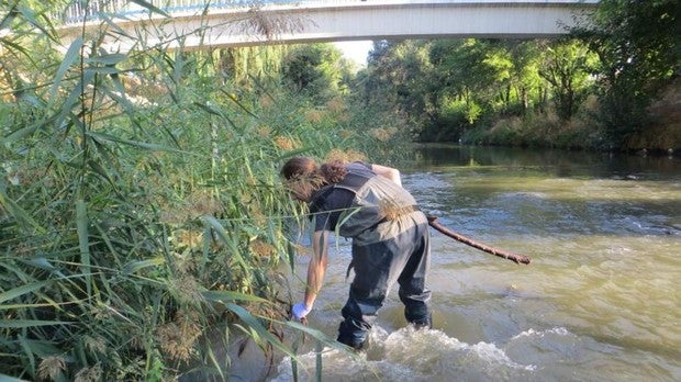 En la imagen, un técnico de Madrid Salud trabajando dentro del cauce del río realizando el tratamiento biológico de larvicidas sobre las eneas, donde prolifera la mosca negra