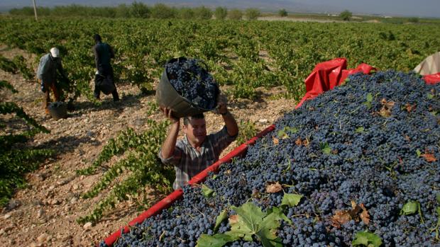 Vendimia en campos de la Denominación de Origen Cariñena