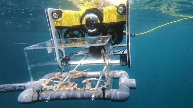 Imagen de crías de tiburón pintarroja antes de ser liberadas en el mar
