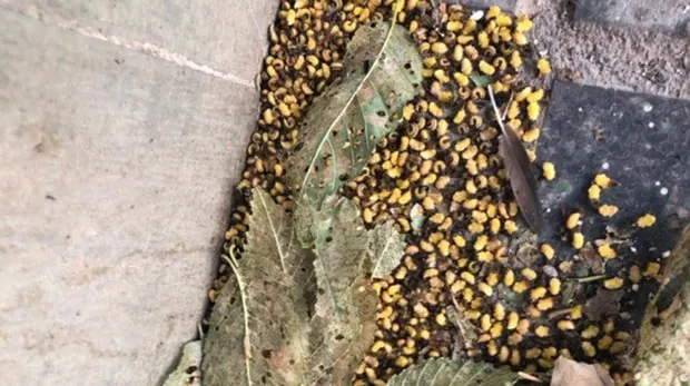 Larvas de galeruca en una calle de Alcorcón