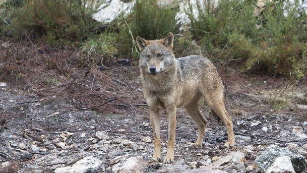 Un lobo en el Centro del Lobo Ibérico (Zamora)