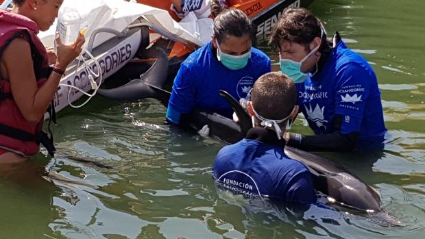Imagen del delfín siendo asistido por la Fundación Oceanogràfic