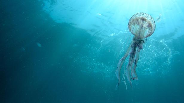 Imagen de archivo de una medusa en el Mediterráneo