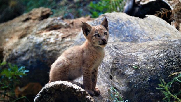 Imagen del ejemplar de lince europe nacido en el Pirineo