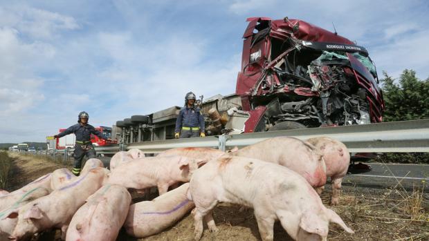 Un camión cargado de cerdos colisiona con un autocar, el vuelco del camión ha provocado que algunos cerdos mueran y otros deambulen por la cuneta