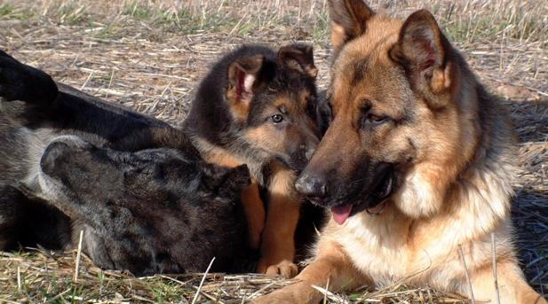 La Guardia Civil de Teruel ha rescatado a seis cachorros de pastor alemán