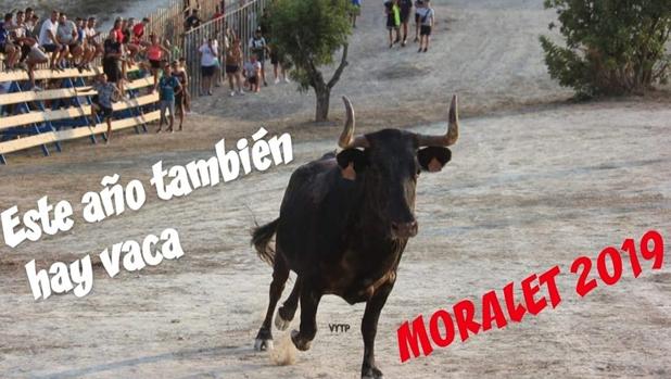 Foto difundida por la Asociación de Vecinos Moralet Alto sobre la suelta de vaquillas este año