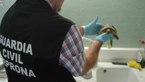 Agente del Seprona de la Guardia Civil con la tortuga que se había puesto en venta por internet