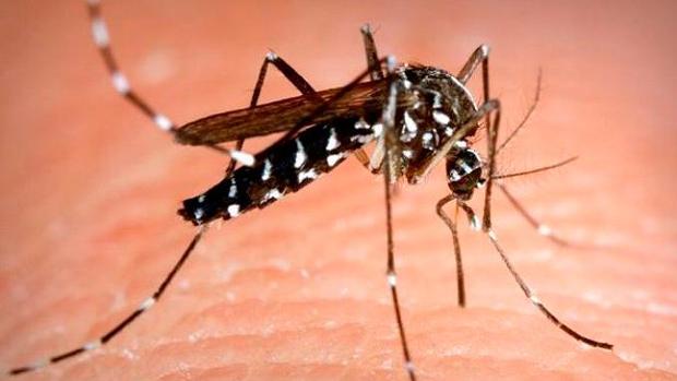 Ejemplar de mosquito tigre sobre piel humana
