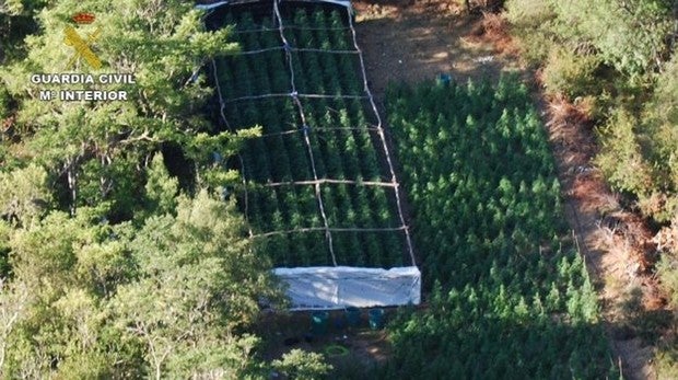 Una de las imágenes de la plantación de marihuana en el Parque Natural de la Sierra Norte de Guadalajara