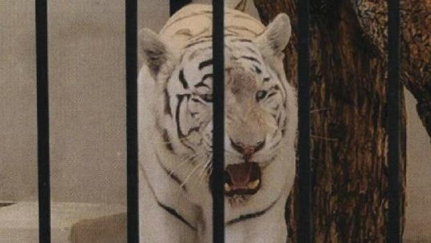Imagen del tigre albino facilitada por el Ayuntamiento de Alicante