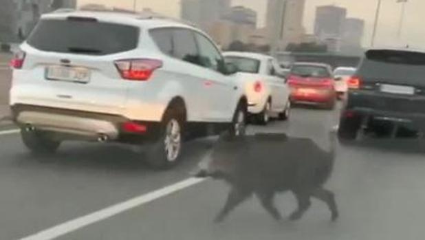 Un jabalí cruzando una vía rápida
