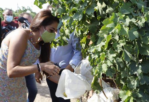La consellera de Agricultura, Mireia Mollà, en el corte del primer racimo de la uva embolsada del Vinalopó