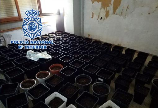 Indoor marijuana plantation discovered in an apartment occupied by one of the thieves