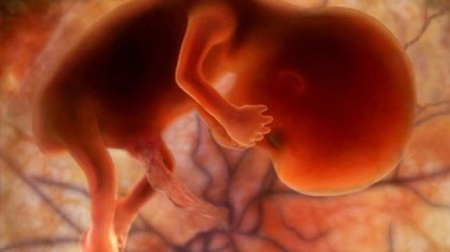El Embrion A Las 11 Semanas De Embarazo