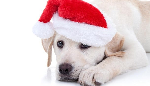 Un animal no es un juguete ni un regalo, recuerdan desde la Fundación Affinity