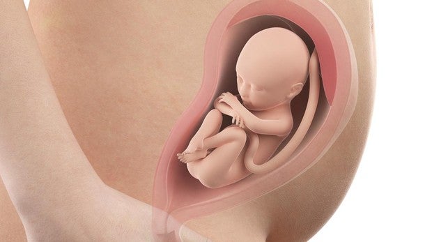 Tamano bebe 16 semanas de gestacion