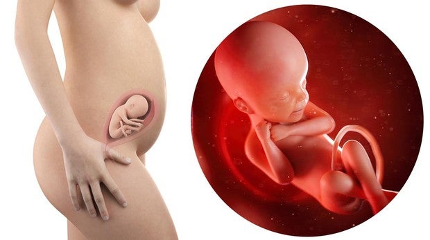 El bebé y la madre, en la semana 24 de embarazo