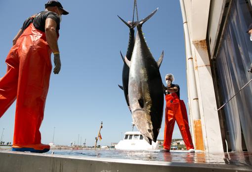 Llegada de atunes capturados en almadrabas al puerto de Barbate