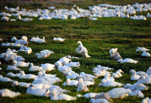 Una granja de patos en Bulgaria, donde son criados con un proceso de tres fases para producir el foie