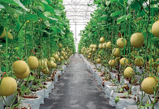 Leaders: the fruit and vegetable sector is the largest in Spanish agriculture