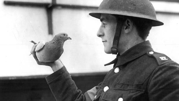 Un soldado aliado con una de las palomas que se iba a enviar durante la Segunda Guerra Mundialñ