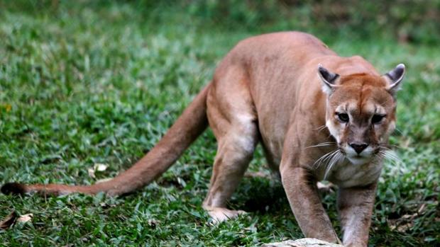 Imagen de un puma en el zoológico de Caricuao, Caracas