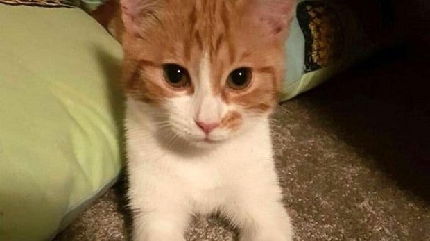 Paddles, el gato de la Primera Ministra de Nueva Zelanda