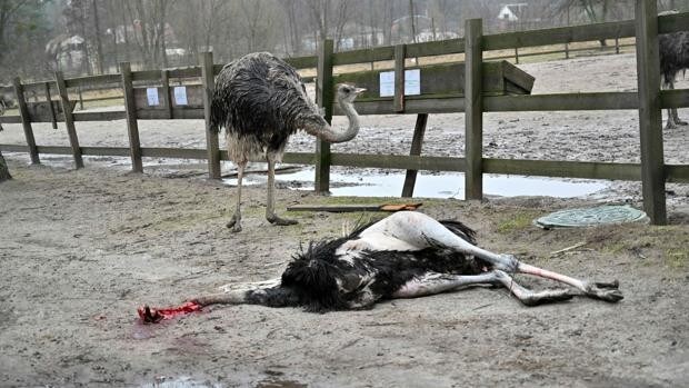 Masacre rusa en el zoo favorito de los ucranianos: un bombardeo acaba con el 30% de los animales