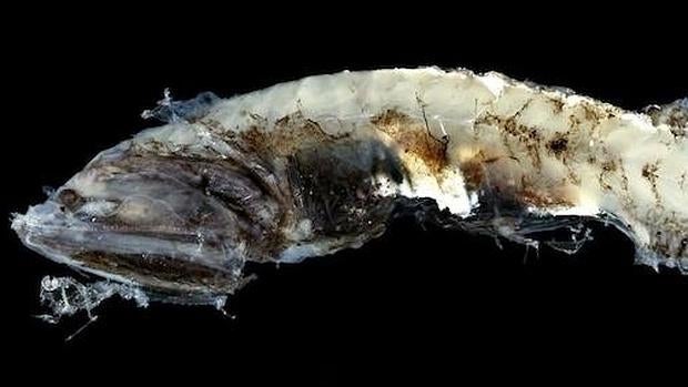 La falta de conocimiento de los procesos biológicos en la zona en penumbra hace imposible estimar de manera precisa la presión de pesca que estos stocks pueden soportar