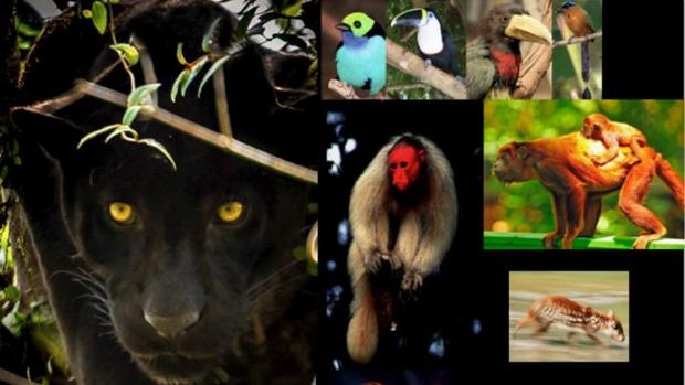 La evaluación de la biodiversidad es difícil en zonas alejadas y remotas utilizando métodos tradicionales