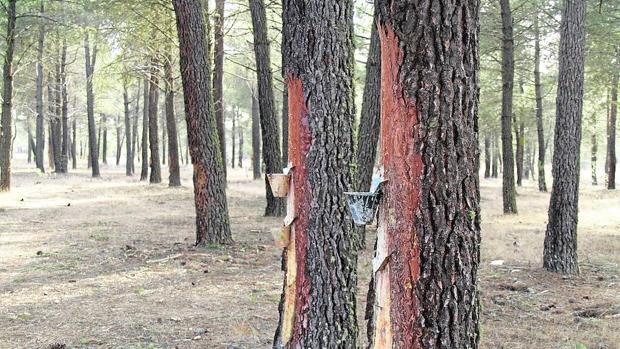 Los bosques están en riesgo de manera global debido a la mayor frecuencia y gravedad de las sequías