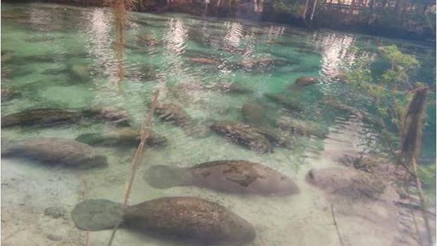 Los grupos ambientalistas consideran que se trata de una decisión precipitada porque no existe un plan firme para la recuperación de la especie a largo plazo