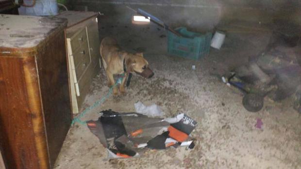 La nueva ley contra la crueldad animal en Costa Rica ha sido aprobada por unanimidad tras cinco años de negociaciones