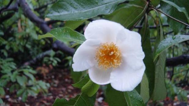 Más de un tercio de las especies de té están en peligro de extinción
