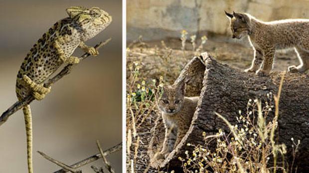 Los científicos han examiando 174 proyectos de conservación que afectan a 82 de las 527 especies españolas