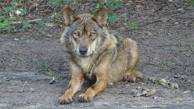 Cinco prácticas que garantizan la coexistencia entre la ganadería y el lobo