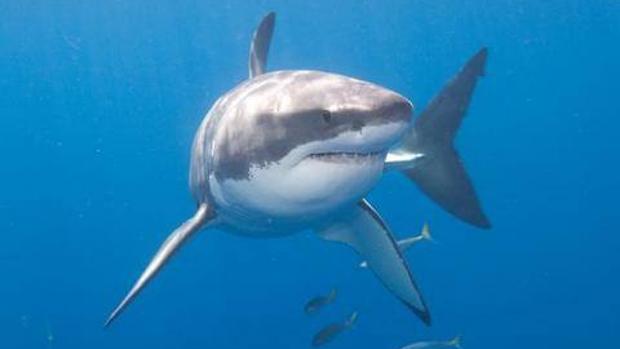 Piden que la pesca pirata sea un delito medioambiental