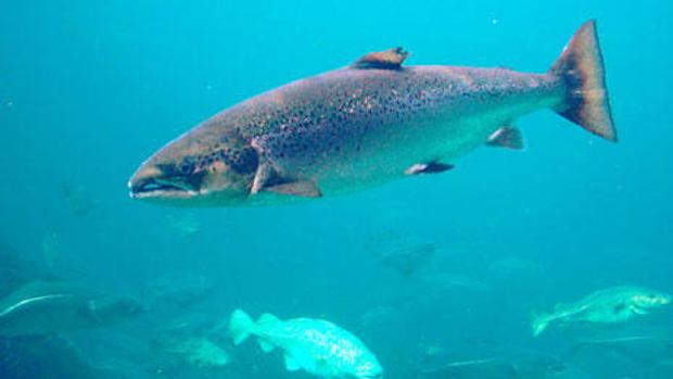 Oregón comienza a sacrifica decenas de leones marinos para proteger a los salmones, en peligro de extinción
