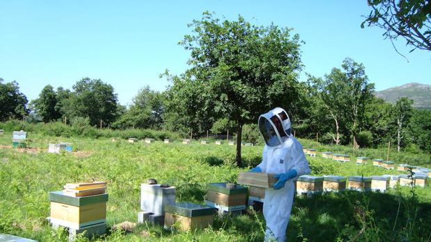 Logran que un enjambre de abejas y un banco de peces se comuniquen entre sí mediante robots
