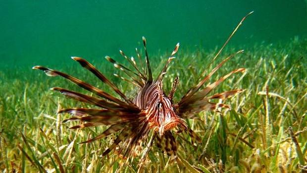 Solo el 6% de las especies exóticas marinas tienen cuantificado su impacto ecológico