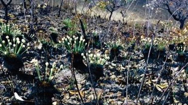 Esta es la única planta del mundo que inicia su floración 24 horas después de un incendio